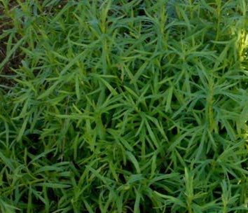 Dragoncello francese, Artemisia dracunculus var. sativa, erba aromatica perenne dal sapore delicato