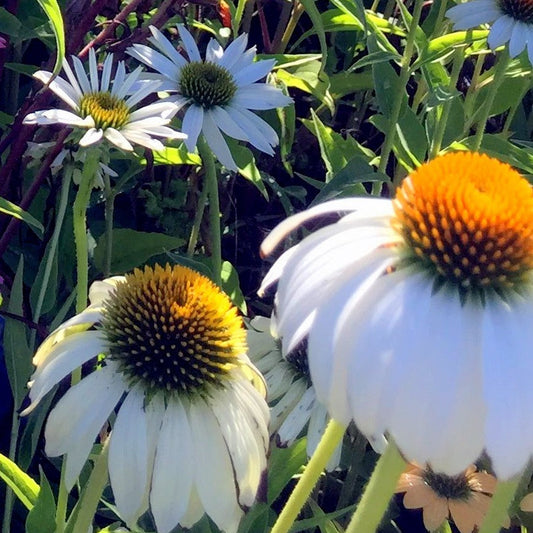 Echinacea bianca vaso 14, è una perenne come esposizione preferisce il sole fiorisce da luglio a settembre con dei fiori bianchi, può raggiungere un'altezza di 70 cm