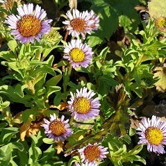 Vendita Erigeron speciosus 'Grandiflorus', è una varietà di daisy di mare caratterizzata da fiori a forma di margherita notevolmente grandi in tonalità di rosa, lavanda o blu. È una pianta perenne ornamentale adatta a giardini e aiuole, ideale per attirare farfalle e api.