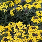 Vendita Erysimum hybridum, conosciuto anche come erisimo o violaciocca, è una pianta ornamentale apprezzata per i suoi fiori profumati e la lunga fioritura. È un'aggiunta affascinante ai giardini e ai prati, attirando insetti impollinatori e aggiungendo colore e vitalità agli spazi esterni.