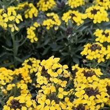 Vendita Erysimum hybridum, conosciuto anche come erisimo o violaciocca, è una pianta ornamentale apprezzata per i suoi fiori profumati e la lunga fioritura. È un'aggiunta affascinante ai giardini e ai prati, attirando insetti impollinatori e aggiungendo colore e vitalità agli spazi esterni.