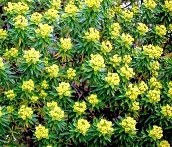 Euphorbia perenne a fiore giallo, sempreverde fino a 80 cm per bordure soleggiate