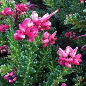 Grevillea lanigera 'Mount Tamboritha' in fiore con portamento compatto e foglie grigio-verdi, perfetta per bordure, giardini secchi e terrazzi soleggiati.