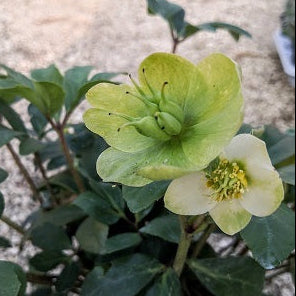 L'elleboro è una pianta perenne ampiamente apprezzata per i suoi fiori invernali e primaverili, noti per sbocciare sotto la neve. I suoi fiori possono essere di vari colori, tra cui il bianco, il rosa e il viola. È una pianta ideale per aggiungere bellezza ai giardini invernali e primaverili.