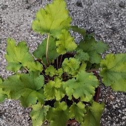 Vendita Heuchera Lime Marmalade in vaso 15 cm, è una varietà di Heuchera amata per le sue foglie di colore verde lime vibrante e il suo aspetto compatto. È una pianta perenne che aggiunge vivacità e interesse visivo ai giardini e ai paesaggi.
