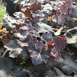 Vendita Heuchera Obsidian in vaso 15 cm, è una varietà di Heuchera con foglie di colore nero-rosso intenso, ideale per aggiungere contrasto e drammaticità a giardini e paesaggi. È una pianta perenne ampiamente apprezzata per la sua bellezza ornamentale.