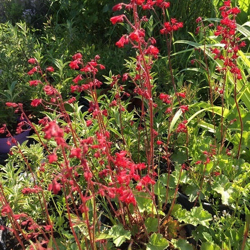 Vendita Heuchera sanguinea in vaso 15 cm,  è una pianta perenne con foglie verdi lobate e fiori a forma di campana di colore rosso vivo. Cresce fino a 30-45 centimetri di altezza in posizioni parzialmente ombreggiate o in luoghi con luce filtrata. Durante la primavera e l'estate, produce steli eretti coperti di fiori vistosi che attraggono farfalle e impollinatori. Questa varietà è ideale per bordure, aiuole e giardini rocciosi, aggiungendo un tocco di colore e vivacità al paesaggio.