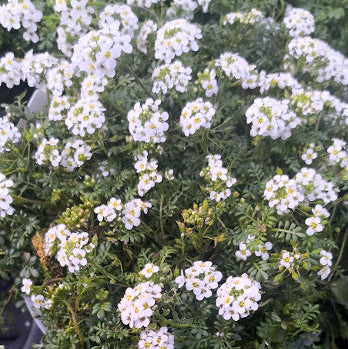 La Hutchinsia bianca è una piccola pianta erbacea perenne con foglie piccole e lanceolate di colore verde scuro. Durante la primavera e l'estate, produce racemi di fiori bianchi profumati e delicati che crescono sopra il tappeto di foglie. Questa pianta è adatta per giardini rocciosi, scogliere e terreni ben drenati. La Hutchinsia bianca è apprezzata per la sua capacità di coprire il terreno e creare una coperta di fiori bianchi che aggiunge bellezza ai giardini e agli spazi all'aperto. 