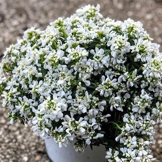 L'Iberis sempervirens in vendita in vaso 14 cm, èuna pianta perenne a bassa crescita. Le sue foglie strette e di colore verde scuro rimangono verdi tutto l'anno, conferendo alla pianta un aspetto sempreverde. Durante la primavera e l'inizio dell'estate, l'Iberis sempervirens produce una profusione di piccoli fiori a forma di stella o campana, disponibili in varie tonalità, tra cui il bianco, il rosa e il viola. 