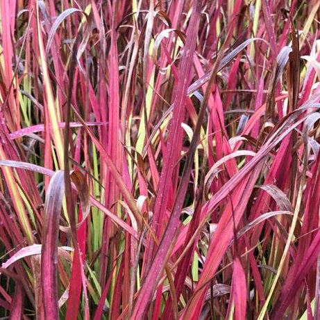 Imperata cylindrica ‘Red Baron’, erba giapponese ornamentale con foglie cremisi erette e decorative