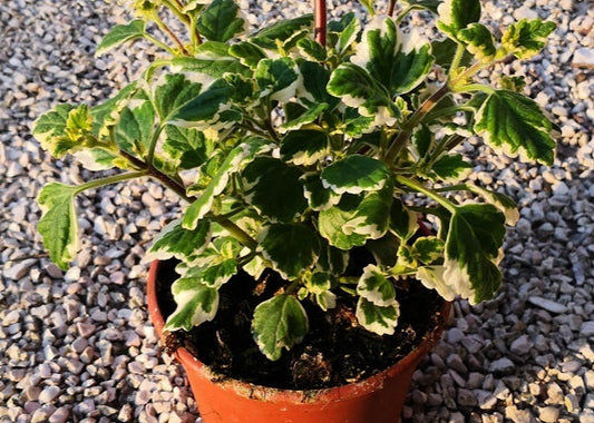 Plectranthus coleoides (pianta dell’Incenso) con foglie variegate profumate, portamento ricadente e proprietà repellenti contro le zanzare.