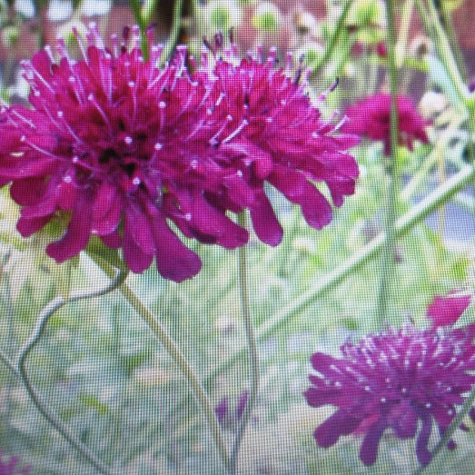 La Knautia macedonica, è una pianta perenne originaria delle regioni balcaniche. Cresce fino a un'altezza di circa 60-90 cm e produce eleganti fiori di colore rosso porpora riuniti in capolini terminali. Questi fiori sono molto attraenti per le api e le farfalle, rendendo la pianta una scelta popolare nei giardini per attirare la fauna selvatica. La Knautia macedonica è resistente e richiede poco mantenimento, fiorisce durante l'estate e aggiunge un tocco di colore e vita a bordure e aiuole.