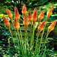 La Kniphofia Uvaria Grandiflora, è una pianta perenne originaria dell'Africa meridionale. Questa pianta presenta foglie lunghe e strette che emergono da una rosetta basale e fiori a forma di spiga che si ergono su steli alti. I fiori sono di colore arancione intenso e rosso acceso.  È una pianta resistente alla siccità e richiede una buona esposizione al sole per prosperare.