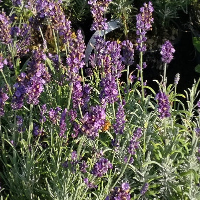 La Lavandula angustifolia 'Anne' è una varietà di lavanda con una caratteristica distintiva grazie ai suoi fiori di un delicato colore viola intenso. Questa pianta emana un profumo aromatico classico di lavanda ed è ampiamente apprezzata sia per le sue proprietà aromatiche che ornamentali. 'Anne' è conosciuta per la sua resistenza e adatta per la coltivazione in giardini, bordure o vasi, dove attira insetti benefici come api e farfalle.