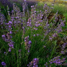 La Lavanda angustifolia "Cedar Blue" è una varietà di lavanda caratterizzata da cespugli compatti e aromatici. Le sue foglie lineari sono di un verde grigio argentato, mentre i fiori crescono in spighe di un bel colore blu-viola. Questa lavanda è ampiamente apprezzata per il suo profumo avvolgente e rilassante, che la rende ideale per la raccolta di fiori secchi e per la produzione di oli essenziali. "Cedar Blue" è una scelta popolare per giardini profumati e mediterranei.