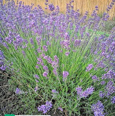La Lavandula angustifolia 'Imperial Gem' è una varietà di lavanda con fiori di un blu profondo e intenso. Questa pianta compatto cresce fino a circa 30-45 centimetri di altezza ed è conosciuta per il suo profumo aromatico classico di lavanda. 'Imperial Gem' è una scelta popolare per i giardini e le bordure grazie alla sua resistenza e al suo aspetto ornamentale. I suoi fiori attraenti sono anche apprezzati per la produzione di oli essenziali e la loro capacità di attirare insetti benefici.
