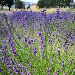 Lavande. Le nostre varietà di lavanda. Vendita lavanda - Pianta di ...