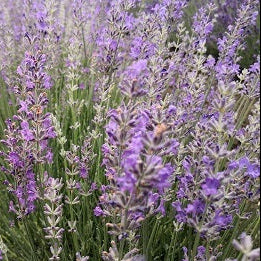 La Lavandula angustifolia 'Luberon' è una varietà di lavanda apprezzata per i suoi fiori di colore lilla e il suo profumo aromatico classico. Questa pianta cresce fino a una altezza di circa 60-75 centimetri ed è ideale per giardini, bordure e aiuole grazie alla sua resistenza e al suo aspetto ornamentale. 'Luberon' è conosciuta anche per la sua capacità di attirare api e farfalle, contribuendo alla biodiversità del giardino. 