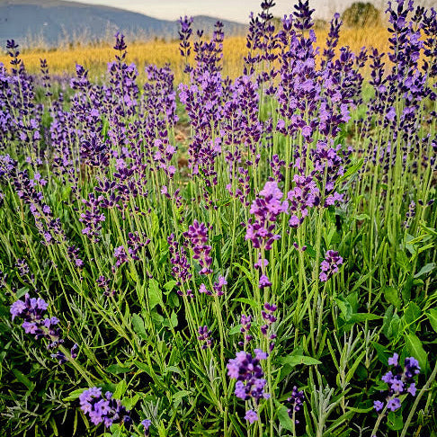 La Lavandula angustifolia 'Lumiere des Alpes' . Piante di lavanda vendita online. Lavanda offerta. Lavanda vendita. lavanda angustifolia vendita online.è una varietà di lavanda con fiori di colore blu-viola. Questa pianta emana un profumo classico di lavanda ed è apprezzata per la sua bellezza ornamentale. La 'Lumiere des Alpes' è una scelta ideale per giardini, bordure e aiuole, contribuendo a creare un'atmosfera rilassante e profumata.