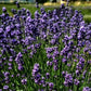 La Lavandula angustifolia 'Melissa Lilac  è una varietà di lavanda con fiori  colore lilla azzurro. Questa pianta  di lavanda emana il caratteristico profumo aromatico della lavanda ed è nota per la sua bellezza ornamentale. La lavanda 'Melissa Lilac' è ideale per terrazzi , giardini, bordure e per la produzione di oli essenziali profumati. I suoi fiori attirano anche insetti benefici come api e farfalle, contribuendo alla biodiversità del giardino.
