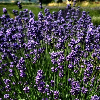 La Lavandula angustifolia 'Melissa Lilac  è una varietà di lavanda con fiori  colore lilla azzurro. Questa pianta  di lavanda emana il caratteristico profumo aromatico della lavanda ed è nota per la sua bellezza ornamentale. La lavanda 'Melissa Lilac' è ideale per terrazzi , giardini, bordure e per la produzione di oli essenziali profumati. I suoi fiori attirano anche insetti benefici come api e farfalle, contribuendo alla biodiversità del giardino.