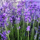 Lavande. Le nostre varietà di lavanda. Vendita lavanda - Pianta di ...