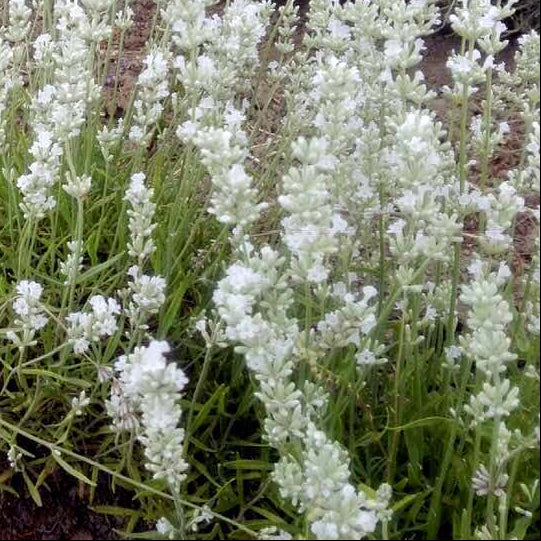 Lavanda angustifolia "Nana Alba" Cespuglio sempreverde di dimensioni molto ridotte, con steli di lunghezza corti colore bianco, è compatta profumata è molto carina in balcone o in piccole bordure. Raggiunge cm 40 di diametro e 40 in piena fioritura, è profumata, i fiori sono adatti anche per tisane, è resistente sia al caldo che al freddo. Le lavande odiano i ristagni ma in balcone in estate vanno annaffiate regolarmente.