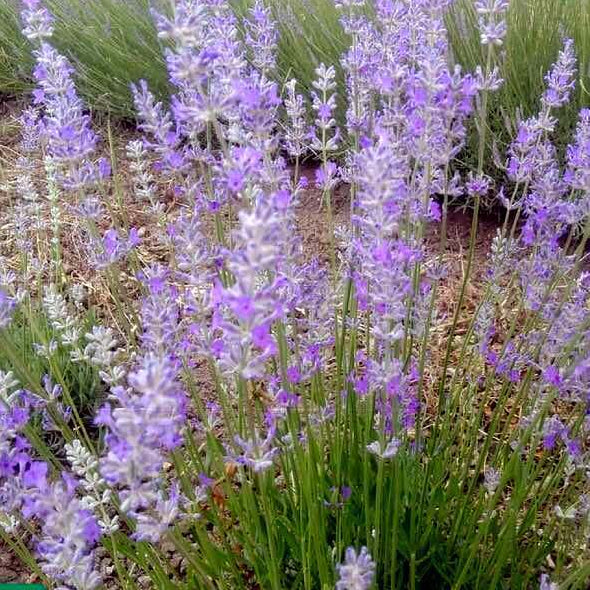 La Lavanda angustifolia "Nana compacta" è una varietà di lavanda estremamente compatta e bassa. Questa pianta forma cespugli molto ridotti, con foglie grigio-verdi e fiori viola profumati. È una scelta ideale per aiuole, bordure o vasi, aggiungendo un tocco di lavanda in spazi limitati o come copertura del terreno profumata.