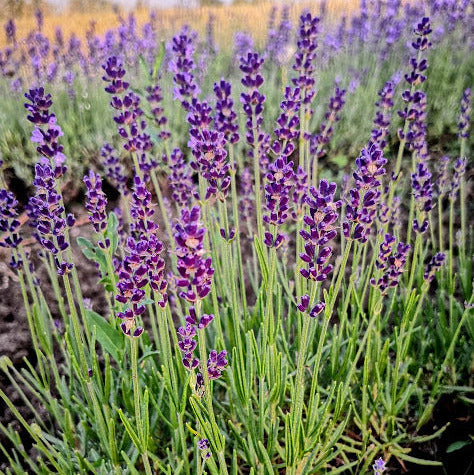 Lavandula angustifolia Impressa - Lavanda profumata e compatta