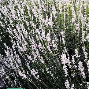 Lavanda intermedia Dutch White   Una lavanda intermedia con il fiore di colore bianco, la lavanda Dutch White è di grandi dimensioni simile alla lavanda classica o gry edge.   Altezza 90 cm profumata, fiorisce da metà giugno a fine luglio. 