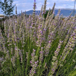 Lavanda intermedia ‘Jaubert’ in fiore, pianta di lavanda perenne dai fiori lilla rosa e foglie argentate