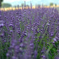 Lavanda intermedia 'Julien' . Piante di lavanda vendita. Piante di lavanda vendita online. Cespuglio sempreverde, per zone soleggiate di dimensioni medie, con steli lunghi, colore viola/blu, profumata ha la spiga lunga e appuntita, da mettere in giardino in posizione soleggiata, meglio se in gruppi da 3 si può mettere anche in terrazzo in vaso in vasi abbastanza grandi almeno diametro 35 cm. 
