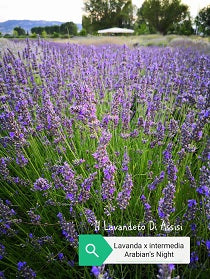 La Lavanda intermedia 'Arabian Night' è una varietà di lavanda con fiori di un intenso colore viola scuro. Questa pianta emana il caratteristico profumo aromatico della lavanda ed è ampiamente coltivata per il suo aspetto ornamentale in giardini e aiuole. 'Arabian Night' è conosciuta per la sua resistenza e il suo potere di attrarre api e farfalle, contribuendo alla biodiversità del giardino.