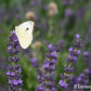 Lavanda intermedia 'Arabian Night' è una varietà affascinante e misteriosa con fiori viola scuro e foglie argentate. La sua bellezza ornamentale, il profumo avvolgente e la versatilità la rendono una scelta straordinaria per chi desidera creare un giardino dall'aspetto magico e rilassante.