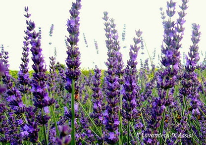  Lavanda intermedia Grosso'. Lavanda grosso'. Lavandino o lavanda  dei campi della Provenza, è la varietà più utilizzata per olio essenziale di lavanda. La lavanda grosso' è una pianta perenne, con foglie persistenti grigie molto profumate. Cespuglio molto compatto e ordinato di dimensioni medie. I fiori sono viola intenso e le spighe sono lunghe e tozze.  Altezza senza fiori circa 50 cm e 70/80 cm in piena fioritura.