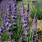 Lavanda intermedia 'Julien'