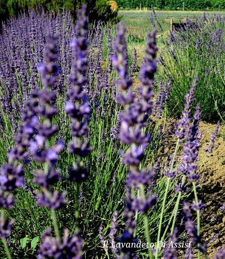 Intermediate Lavender 'Julien'
