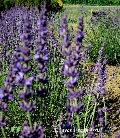 Lavanda intermedia 'Julien'