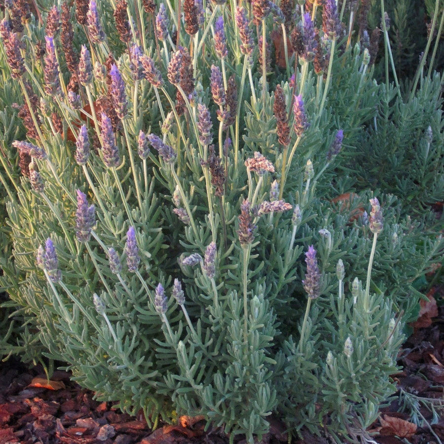 La Lavanda dentata inglese 'Candicans' è una varietà di lavanda con foglie argentate dentellate e fiori blu-viola profumati. Questa pianta è ampiamente coltivata per il suo aspetto ornamentale e il suo aroma rilassante. È adatta per giardini, bordure, vasi e ha la capacità di attrarre api e farfalle, contribuendo alla biodiversità del giardino.