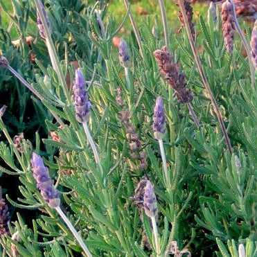 La lavanda dentata Inglese 'Royal Crown' è una varietà di lavanda con foglie dentellate e fiori viola profumati. Questa pianta è ampiamente coltivata per l'aspetto ornamentale e il suo profumo avvolgente. 'Royal Crown' è una scelta popolare per giardini, bordure e aiuole, contribuendo a creare un'atmosfera rilassante e profumata.