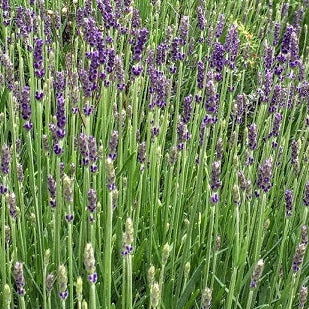 La Lavanda 'Gorgeous' è una varietà di lavanda con fiori di colore viola scuro. Questa pianta emana il classico profumo aromatico della lavanda ed è apprezzata per la sua bellezza ornamentale in giardini e bordure. La 'Gorgeous' è nota anche per attirare insetti benefici come api e farfalle, contribuendo alla biodiversità del giardino.
