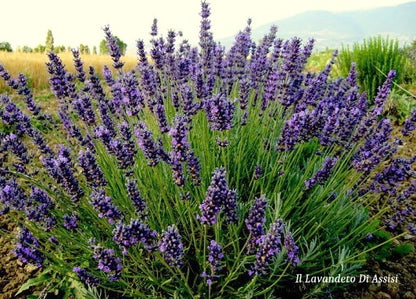 vendita Lavanda Hidcote blue o lavandula angustifolia hidcote blue  è un cespuglio sempreverde di dimensioni ridotte, con steli di lunghezza medio/corti colore blu scuro, è compatta profumata è molto carina anche in balcone, ma è stupenda per  bordure basse ma blu intenso. Raggiunge cm 40/50 di diametro e 40 in piena fioritura, è profumata, i fiori sono adatti anche per tisane, è resistente sia al caldo che al gelo. La  lavanda hidcote blue, come tutte le lavanda  odia i ristagni ma in balcone ...