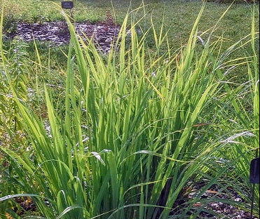 Lemongrass (Cymbopogon citratus) con foglie lunghe e profumate di limone, ideale per cucina asiatica, infusi e coltivazione in vaso o giardino.