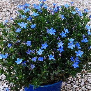 La Lithodora diffusa è una pianta tappezzante perenne con fiori blu vivaci. Le sue foglie sono verdi scure e leggermente pelose. È ideale per coprire il terreno in giardini rocciosi e bordure grazie alla sua fioritura vivace.
