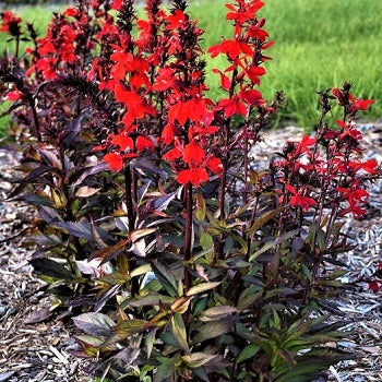 Lobelia speciosa ‘Rot’ in fiore, perenne con spighe rosso vivo per bordure soleggiate