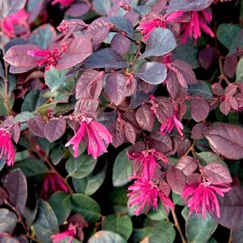 Loropetalum, arbusto sempreverde ornamentale con foglie porpora e fiori rosa profumati