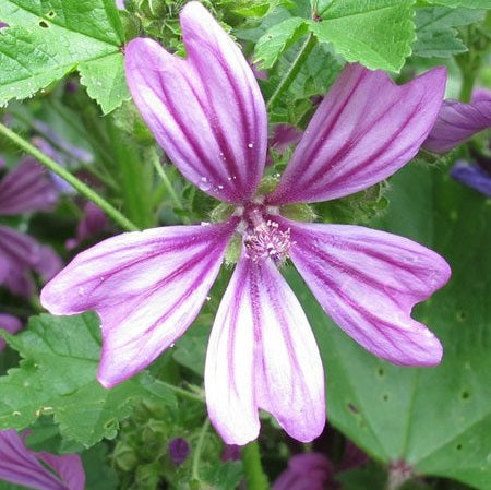 Malva sylvestris in fiore, pianta officinale perenne dai fiori viola e foglie emollienti, ideale per tisane, infusi e giardini rustici.