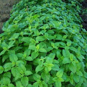 Melissa officinale con foglie profumate e piccoli fiori bianchi, pianta perenne ideale per infusi rilassanti e bordure aromatiche.