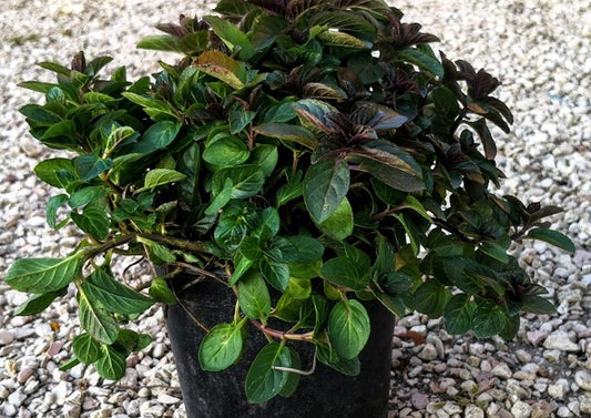 Menta bergamotto in vaso, pianta aromatica perenne dal profumo agrumato, con foglie verdi e fusti porpora, ideale per tisane e cucina fresca.