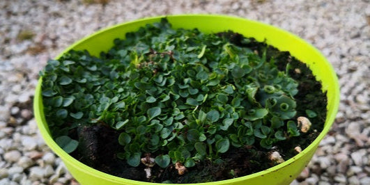 Mentha requienii, pianta aromatica perenne tappezzante con foglie minuscole e profumatissime, ideale per giardini, vialetti e coltivazione in vaso.
